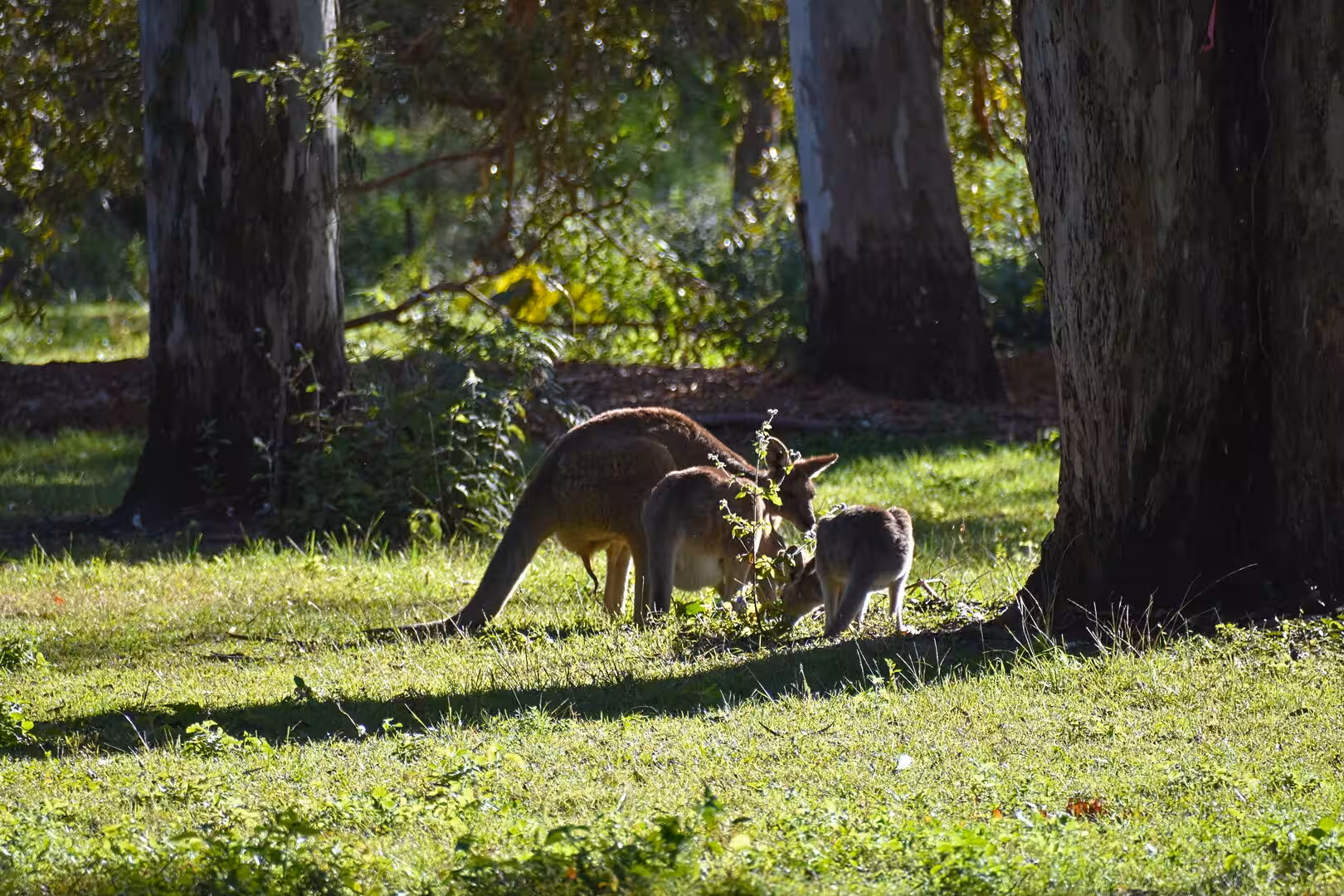 An adult kangaroo and a small joey graze together at the edge of the wood.
