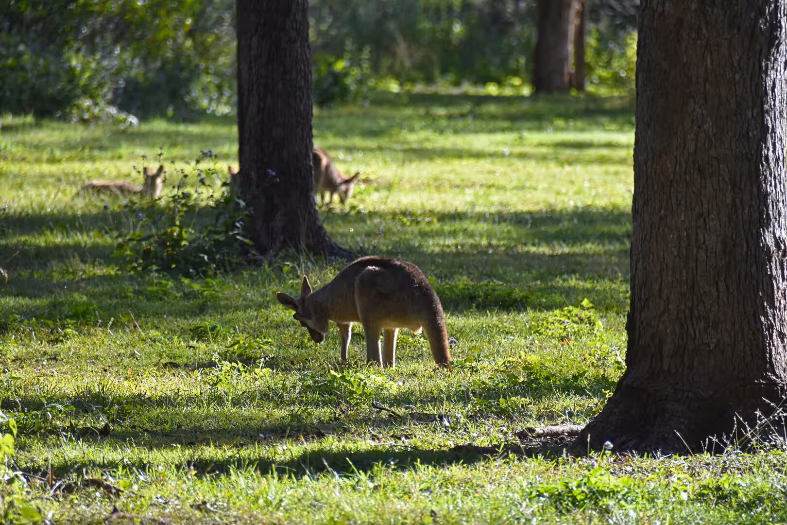A kangaroo grazes in the foreground as more rest in the dappled grass behind.