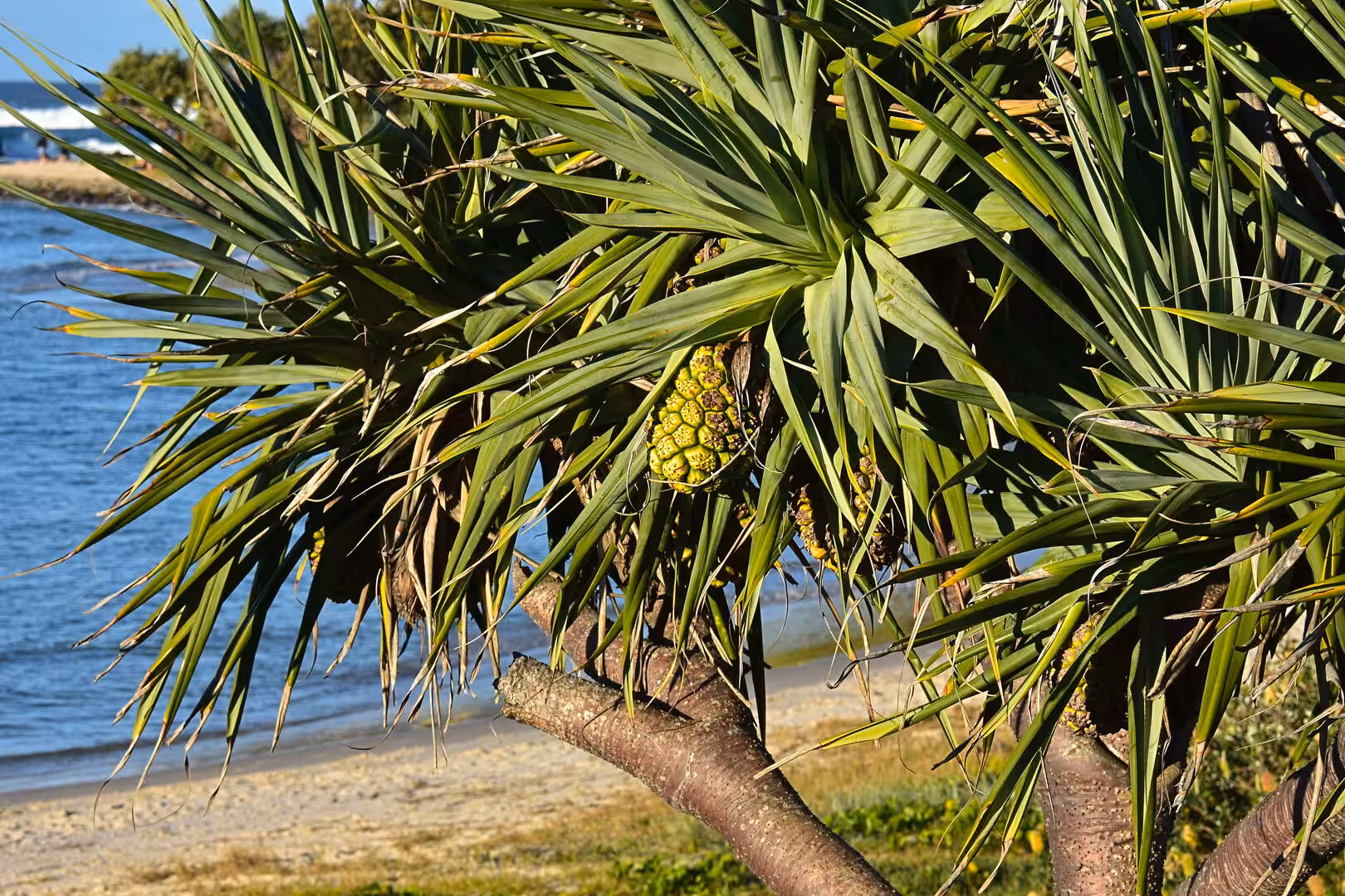 Spiky pandanus leaves surround clusters of ripening fruit on a coastal plant.