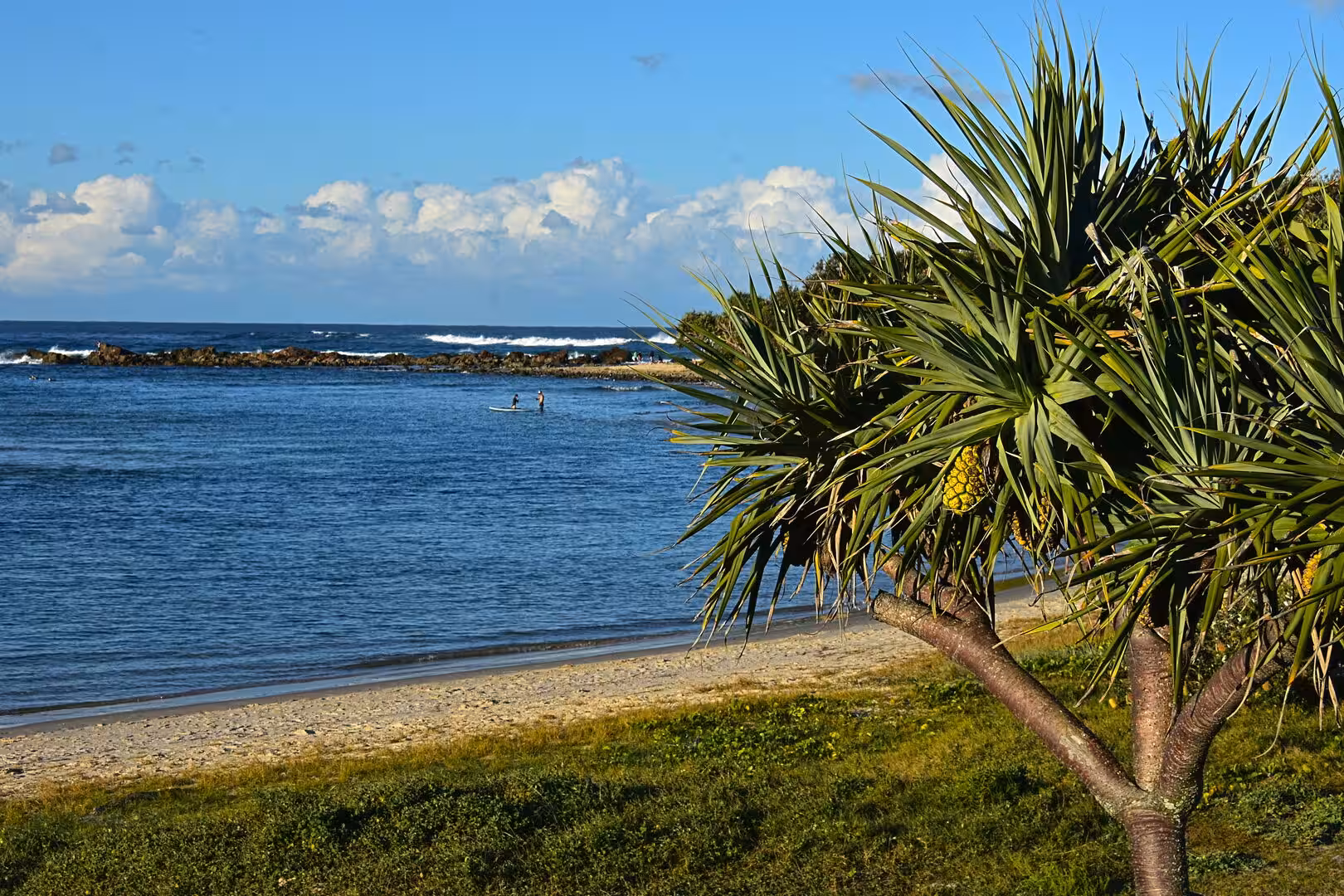 A pandanus tree borders a sandy beach looking out toward a rocky breakwater.