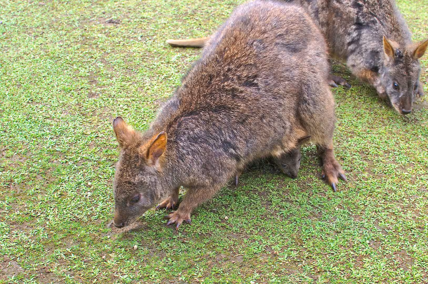 Pair of small brown pademelons foraging on a lush green lawn.