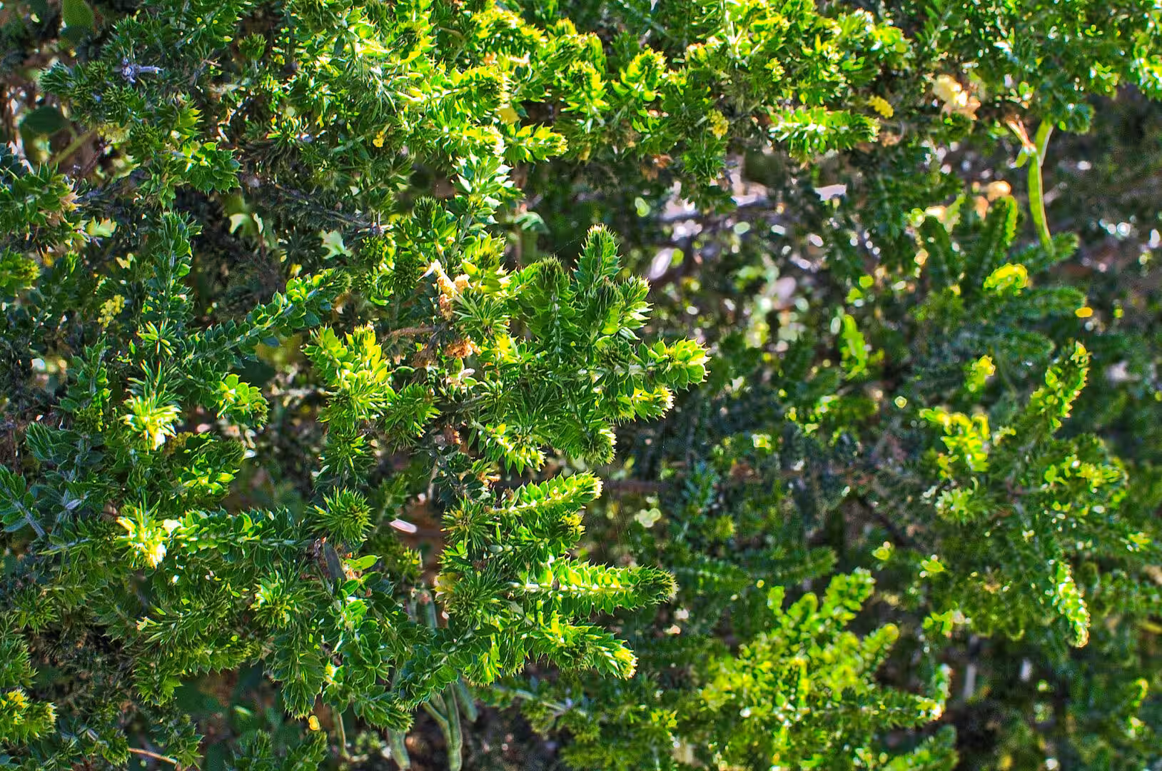 Tight close-up of bright green shrub leaves and stems.