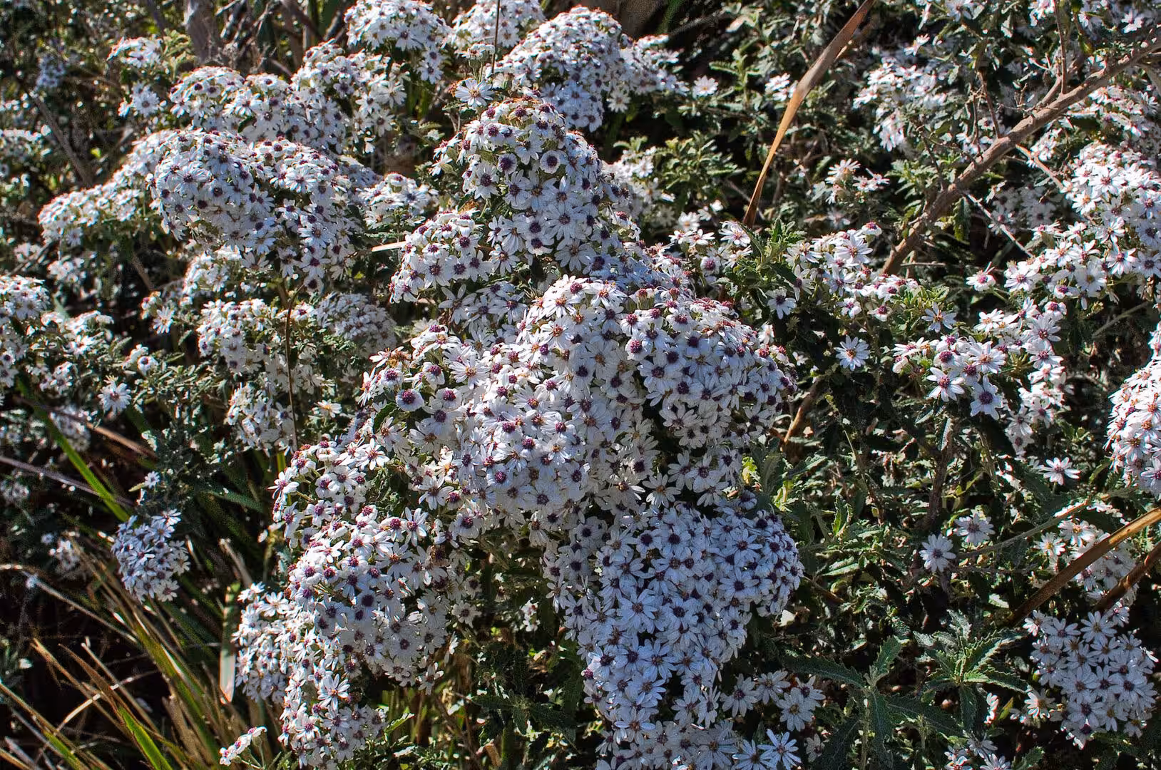 Dense cluster of small white flowers with dark centers.