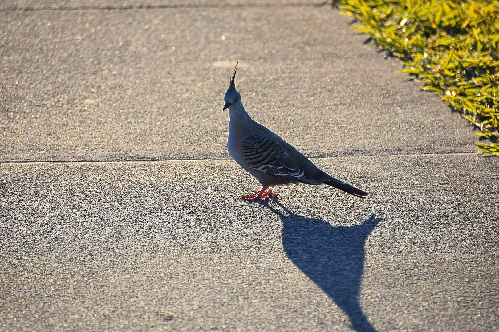 A grey crested pigeon stands on a paved path in bright sun, casting a sharp shadow.