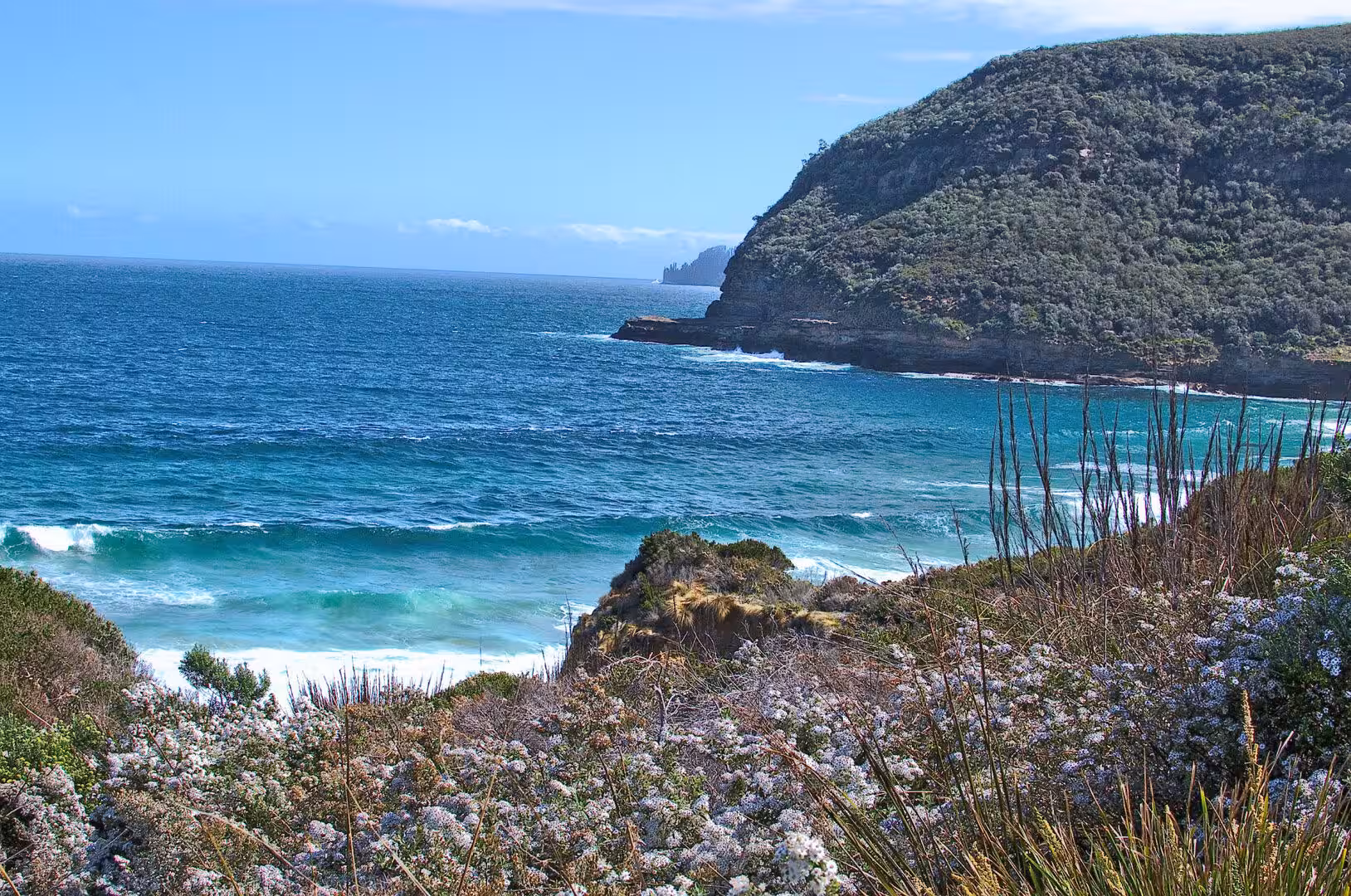 Turquoise surf and a green headland seen past wild white flowers.