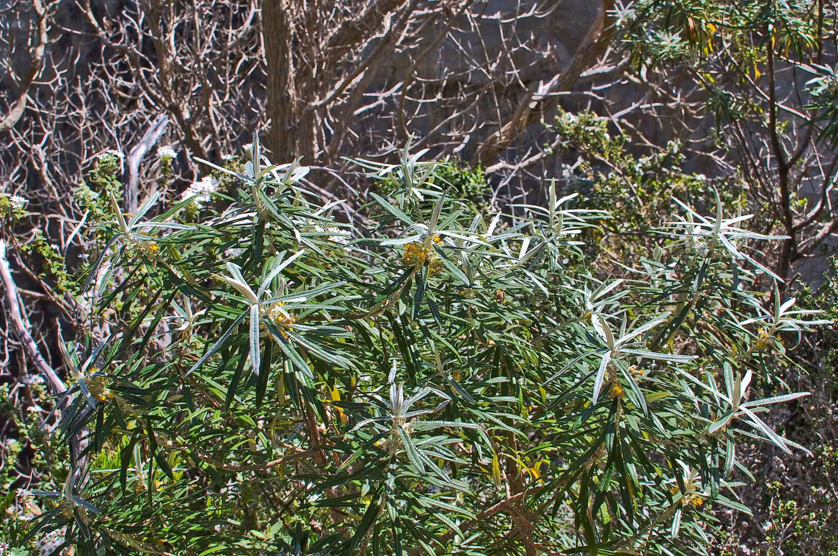 A close-up of slender spiky leaves and pale yellow blooms on a wild shrub.