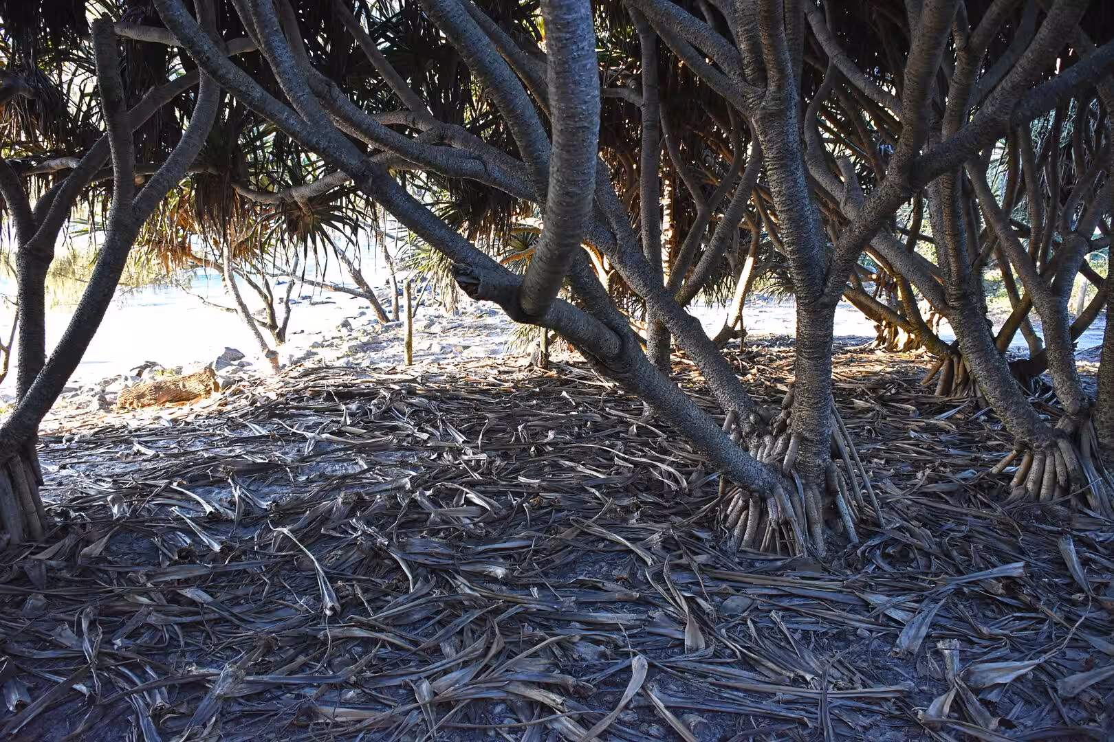 Exposed roots and dry leaves blanket the sand beneath a dense coastal tree grove.