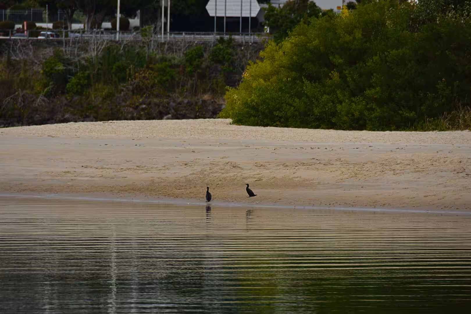 Two dark water birds stand on a sandy beach beside calm water and a green bank.