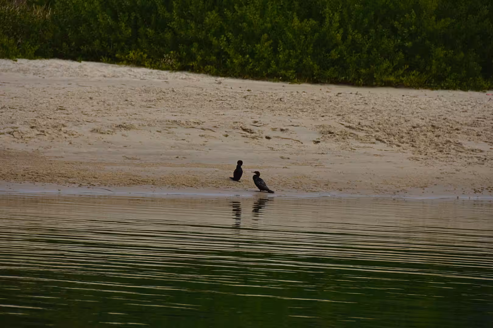 Two dark water birds pause on a narrow sandy spit as green bush hugs the shore behind.