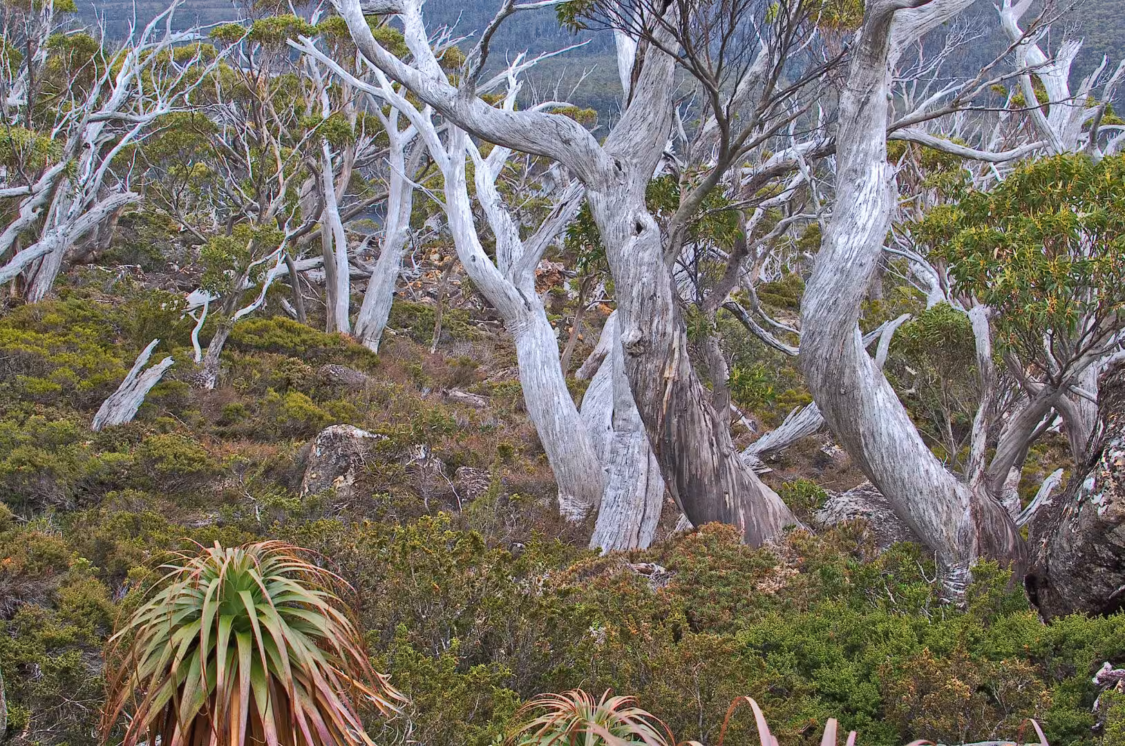 Pale twisted eucalyptus trunks rise among low mountain plants