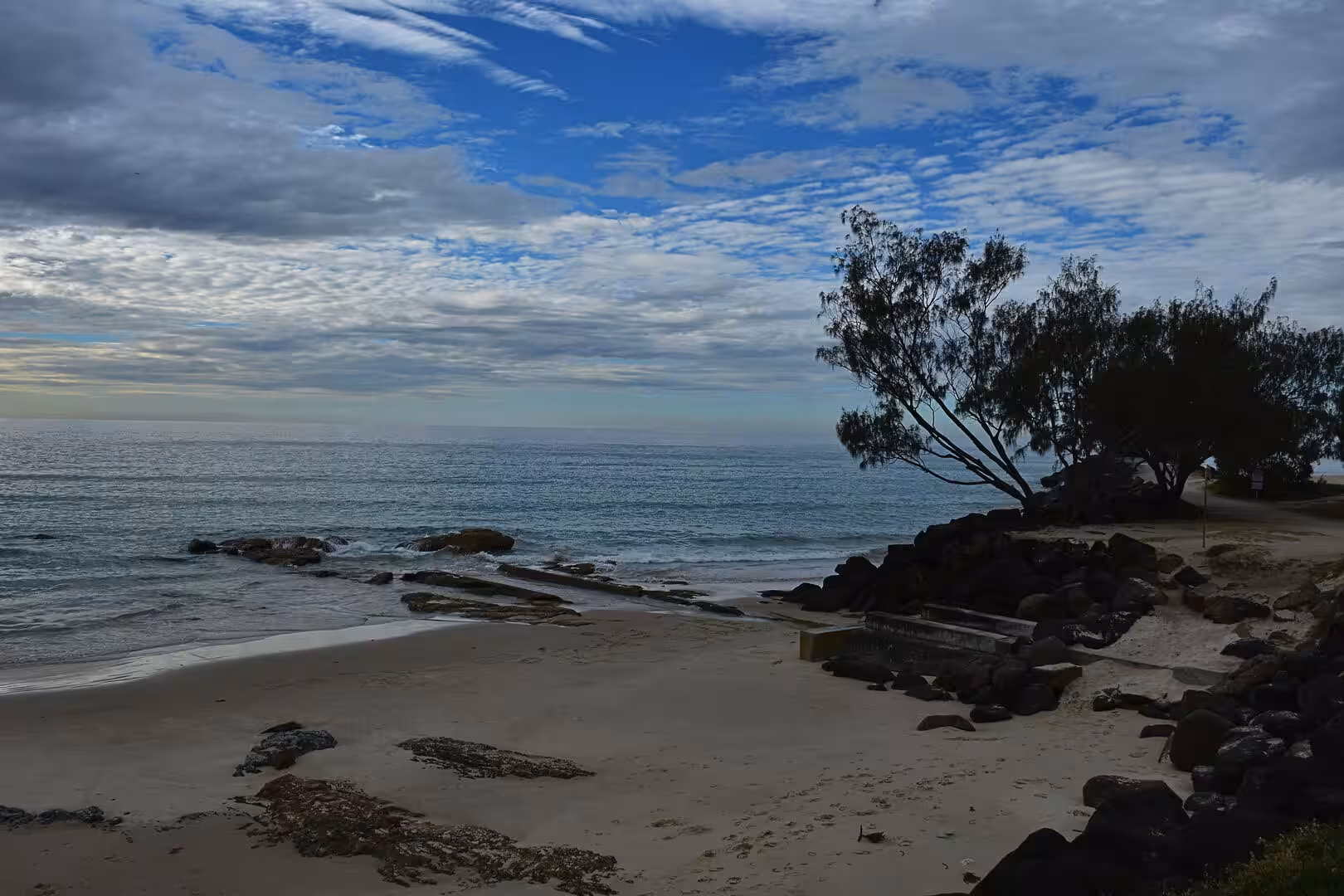 A large coastal tree rises from a rocky outcrop beside a bright blue sky.