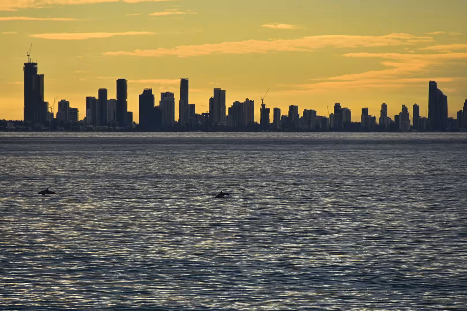 Dolphins break the surface in front of a golden skyline.