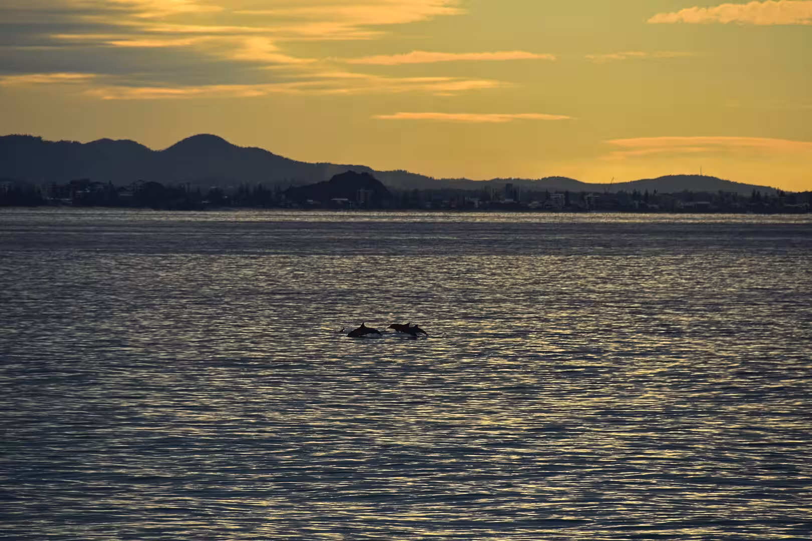 Dolphins glide through water with a distant hilly shore.