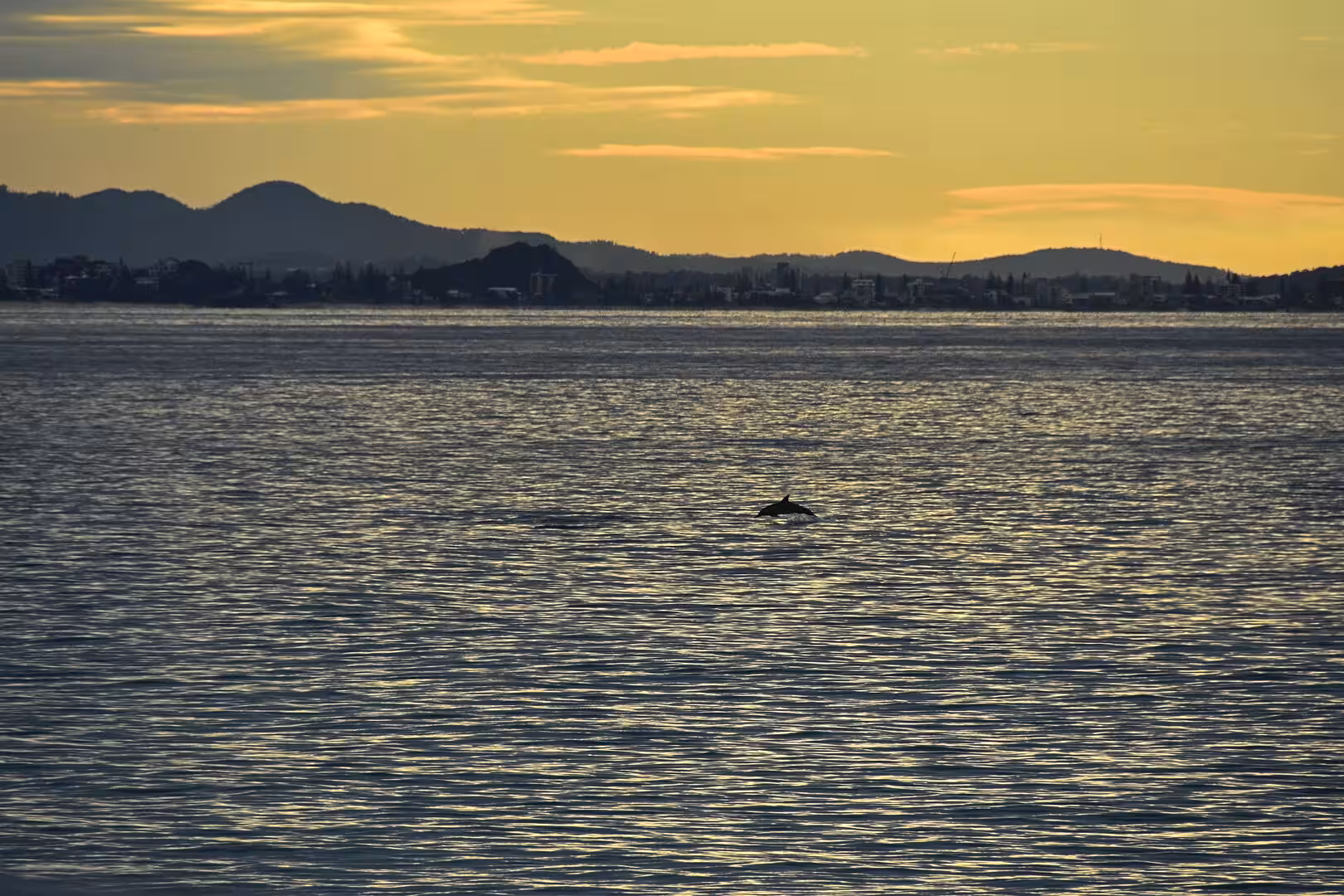 A single dolphin surfaces in a wide golden sea.