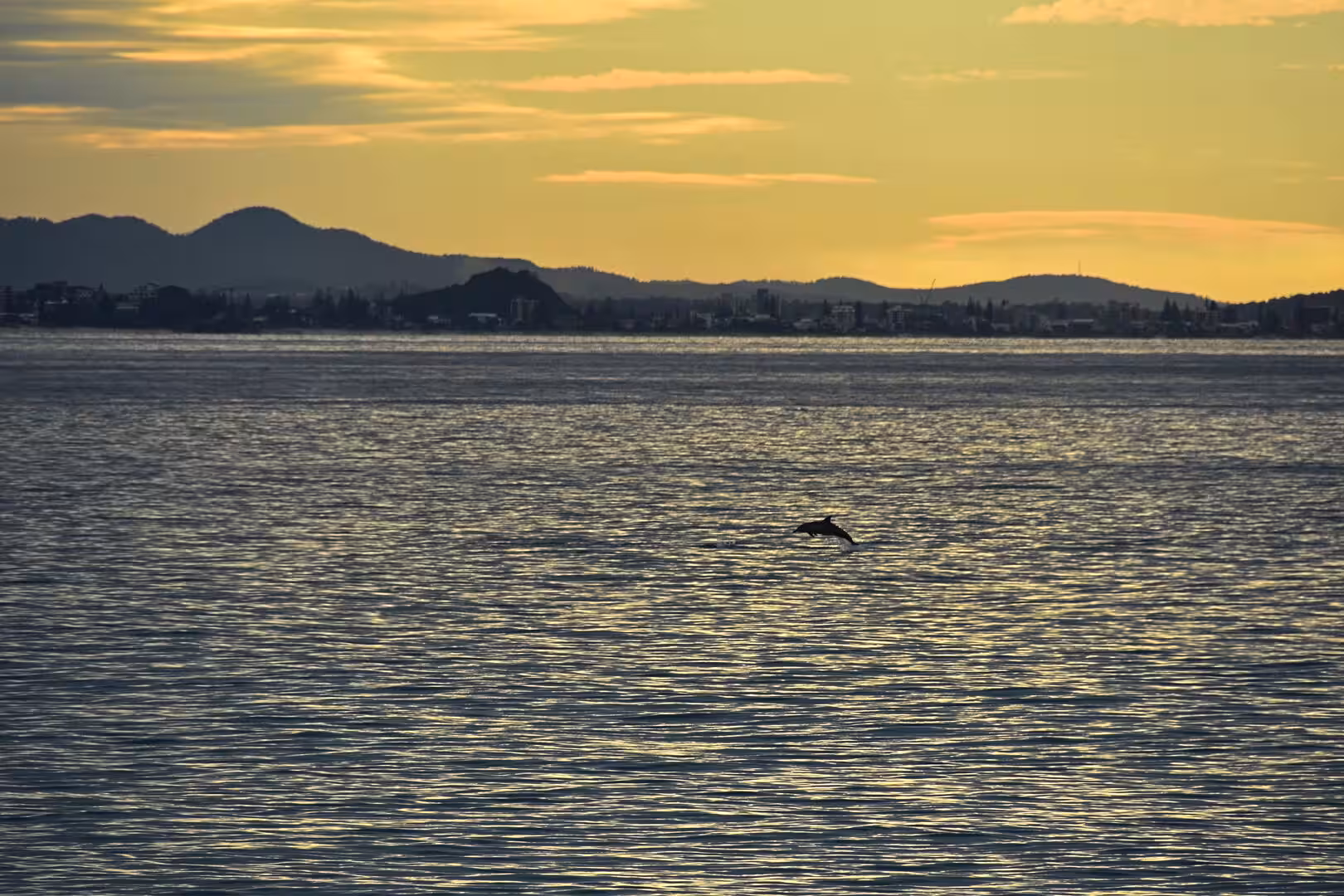 One dolphin breaks the water ahead of a quiet shoreline.