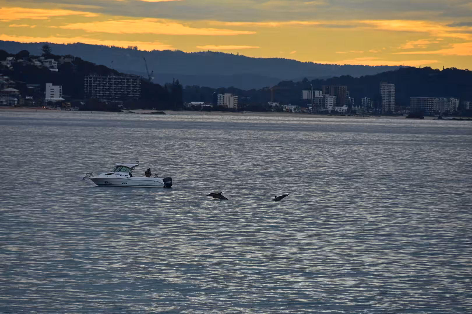 A white boat floats as dolphins surface alongside it.