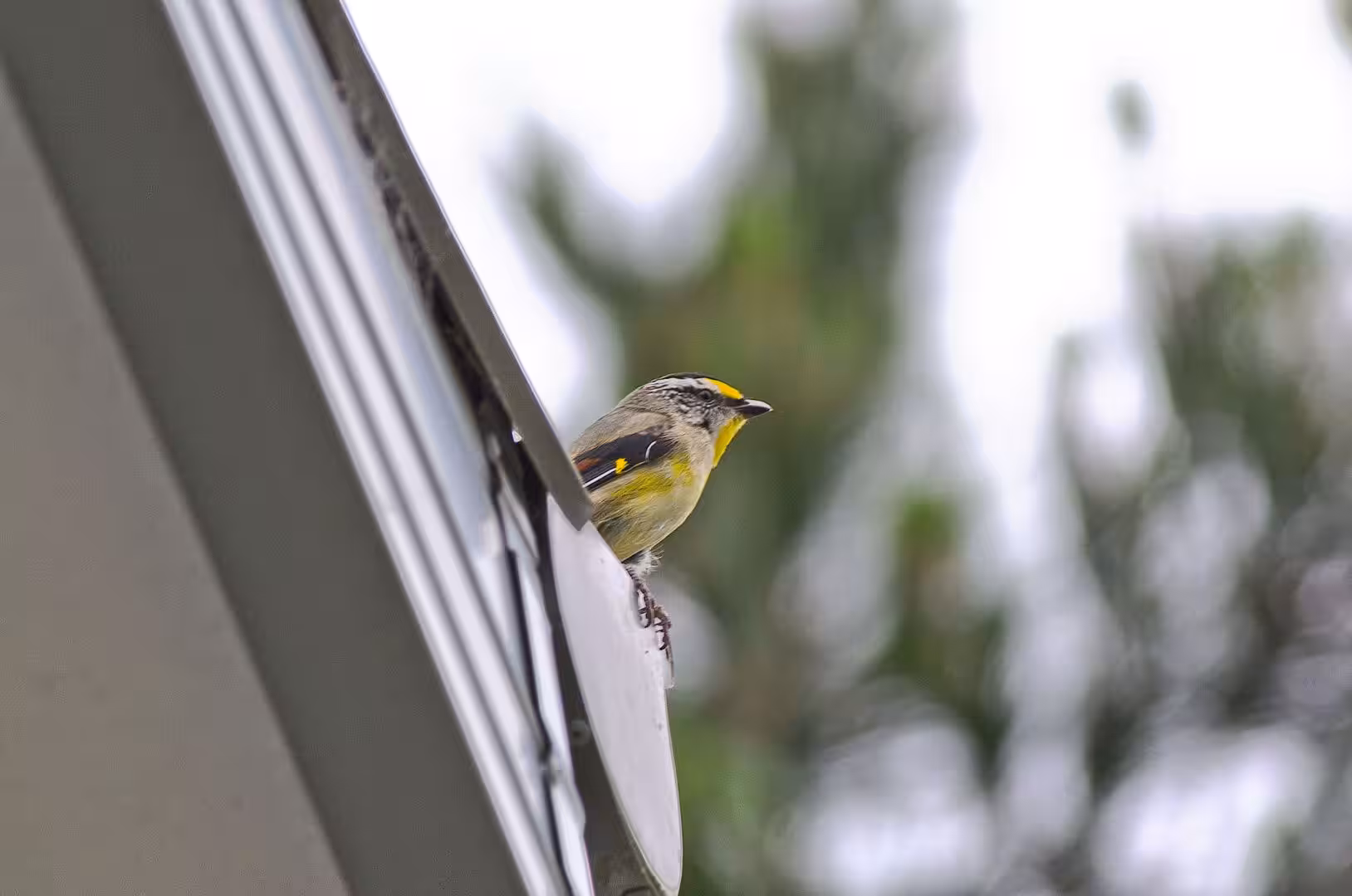 A tiny yellow-backed bird grips the edge of a white metal surface.