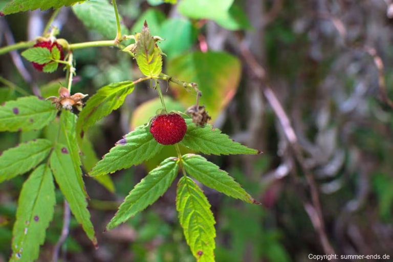 A glossy red berry hangs among serrated green leaves in a shallow-focus macro shot.