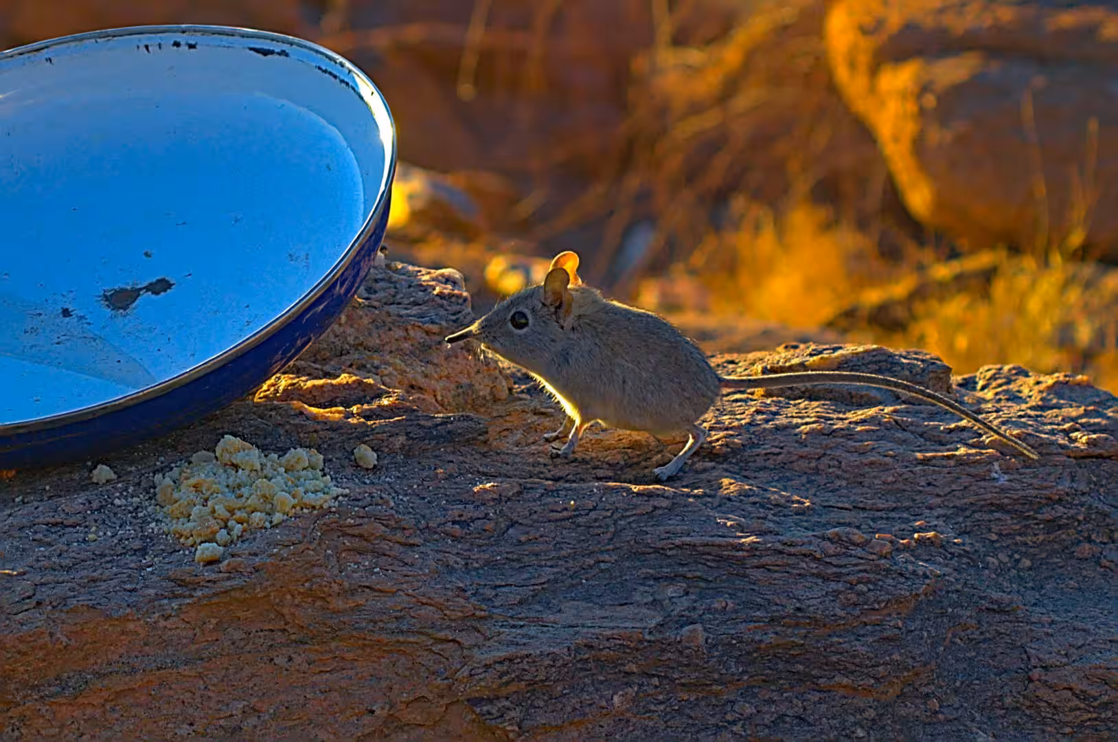 A small mouse stands alert beside a blue dish on warm rock.