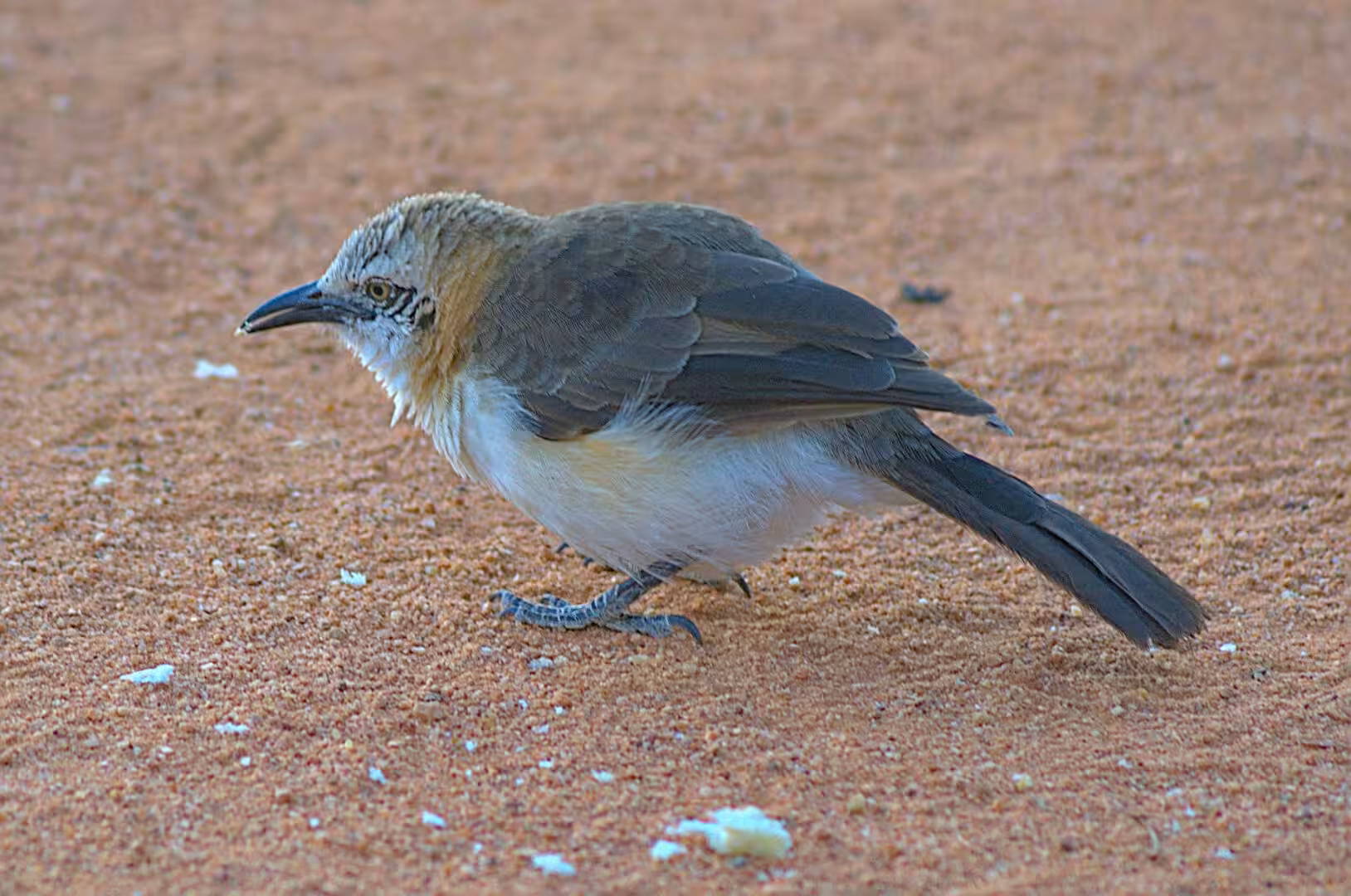 A brown bird with a long curved beak picks at the red-dust ground.
