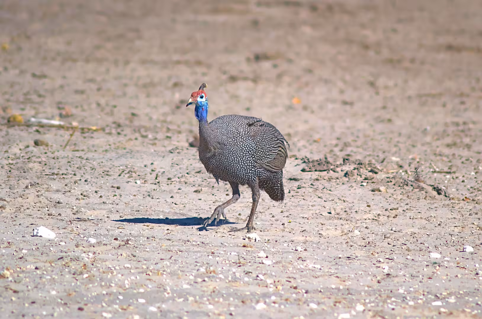 A spotted guineafowl strides across pale dirt in bright sun.