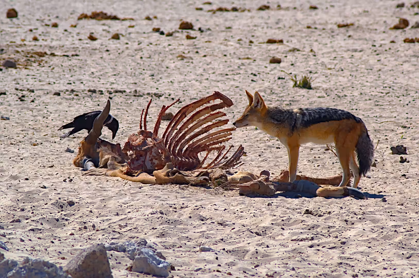 Black-backed jackal eyes a picked-over carcass, 2019