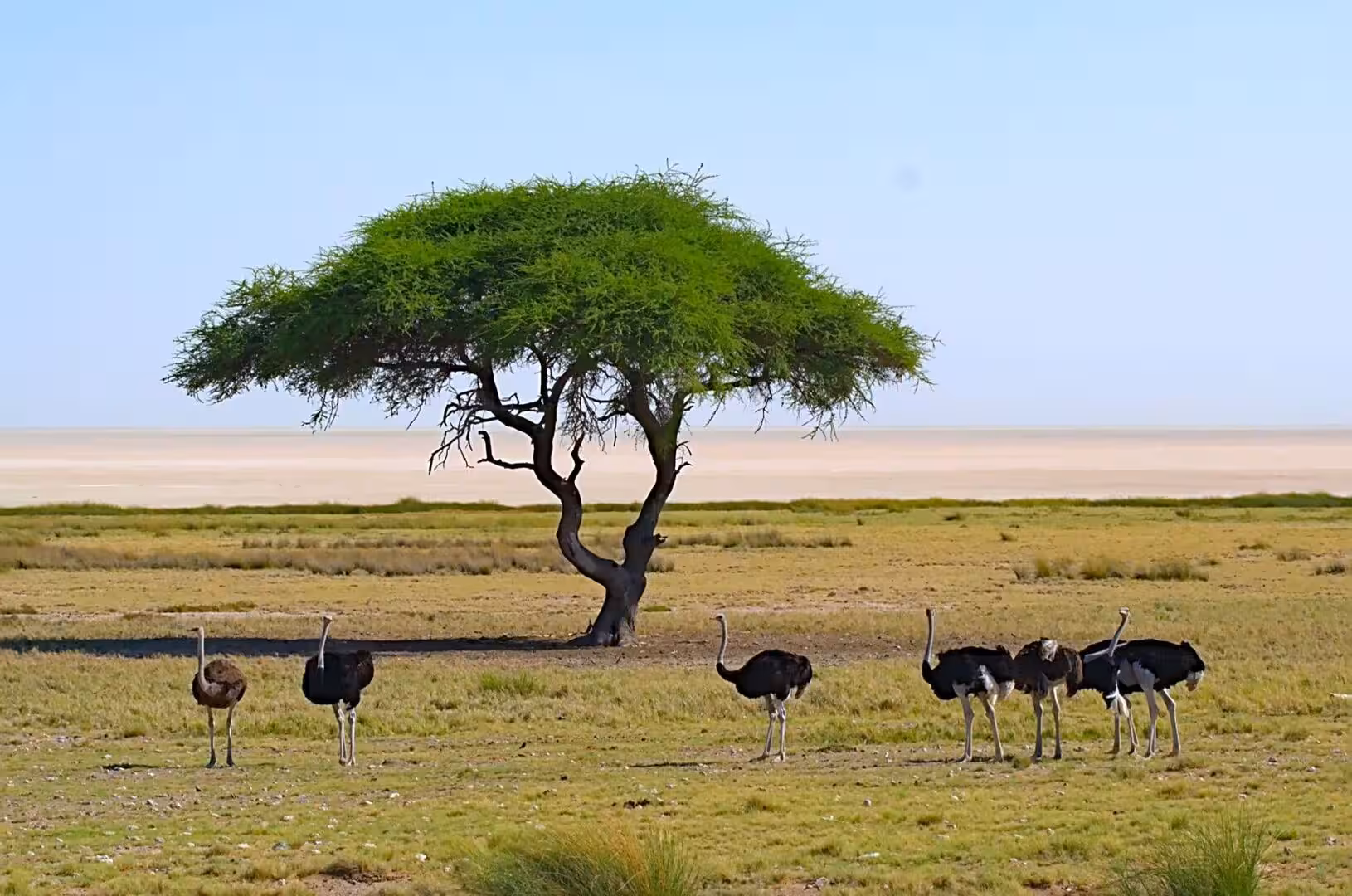 Ostriches stand on the plain beside a leafy acacia tree.