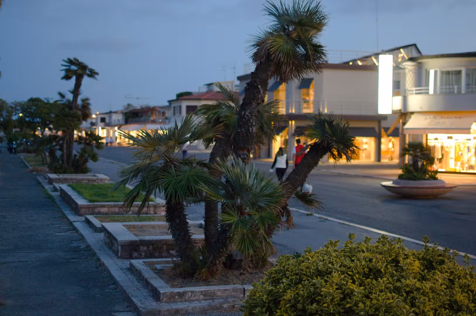 Wind-swept palms in stone planters edge a street of glowing shopfronts.