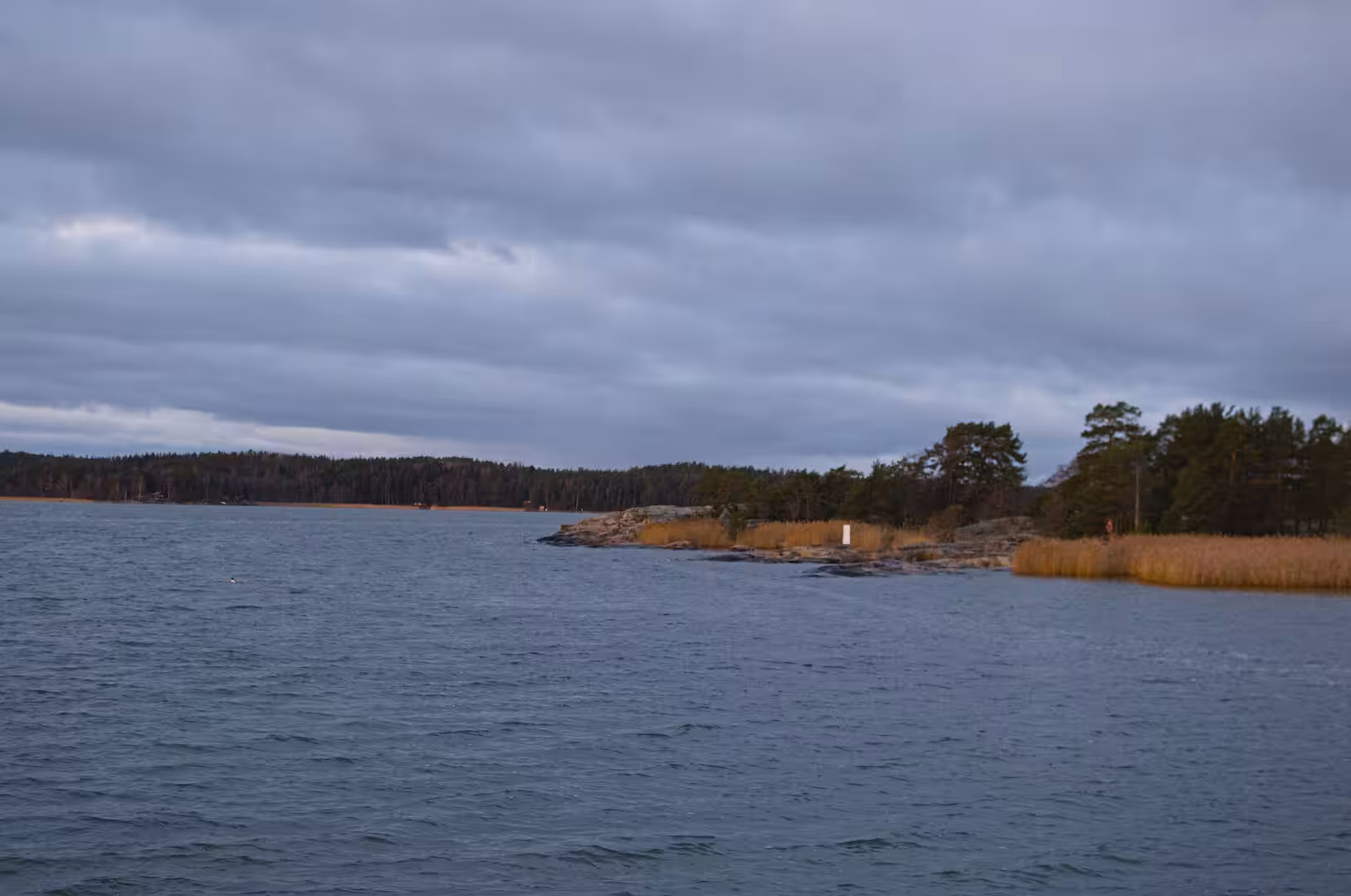 Grey water meets a low rocky shoreline edged with golden reeds and dark pines.