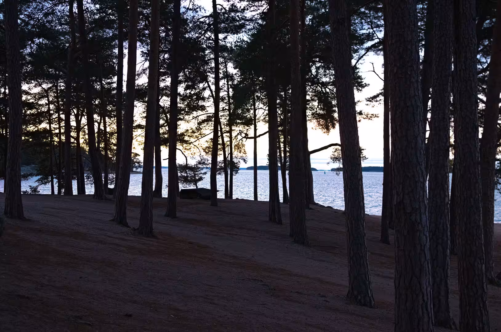 Dark tree trunks form a screen over a glinting lake and a faint orange sunset.