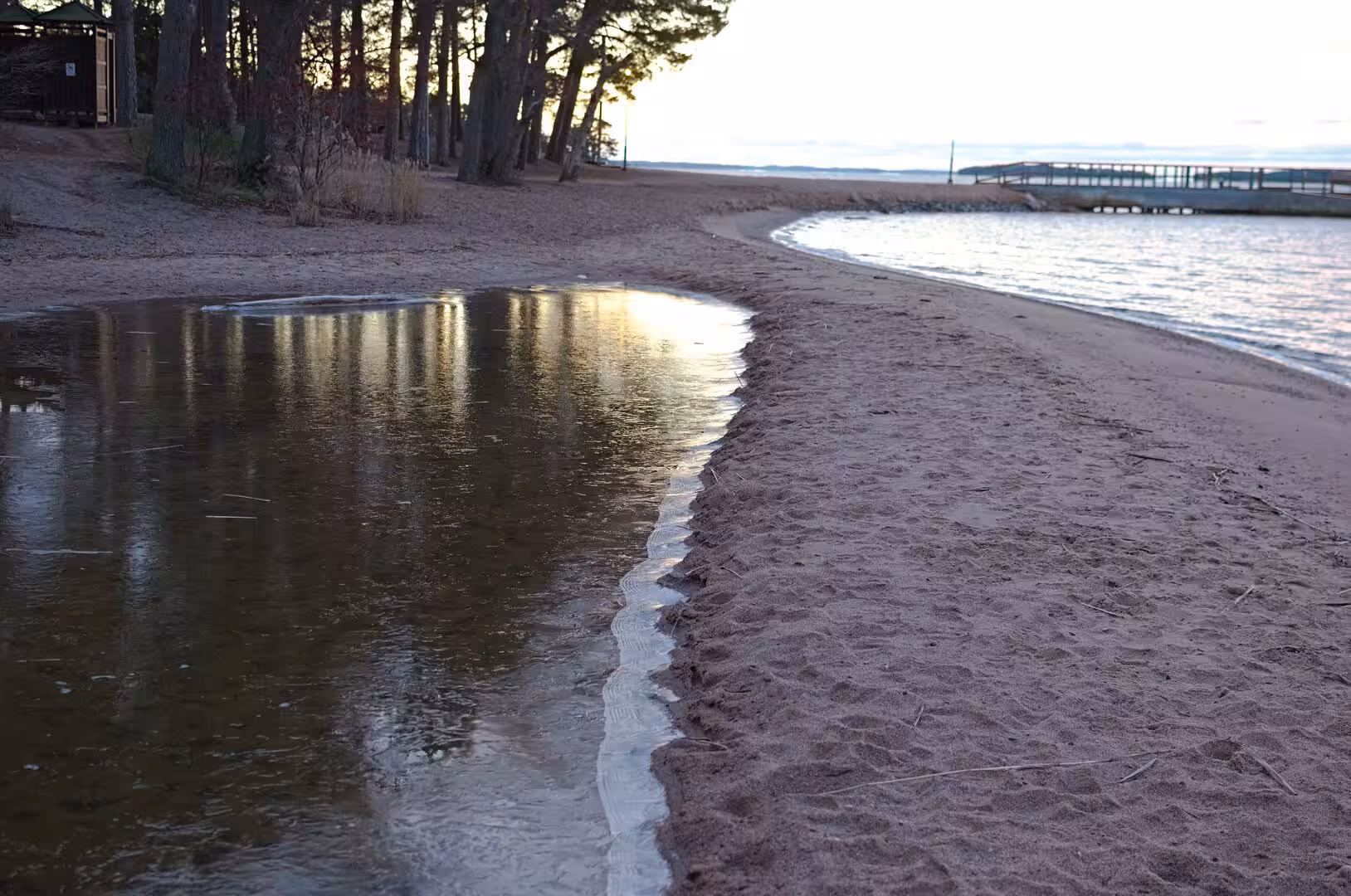 Still water mirrors the bare trunks of a pine grove above wet sand.