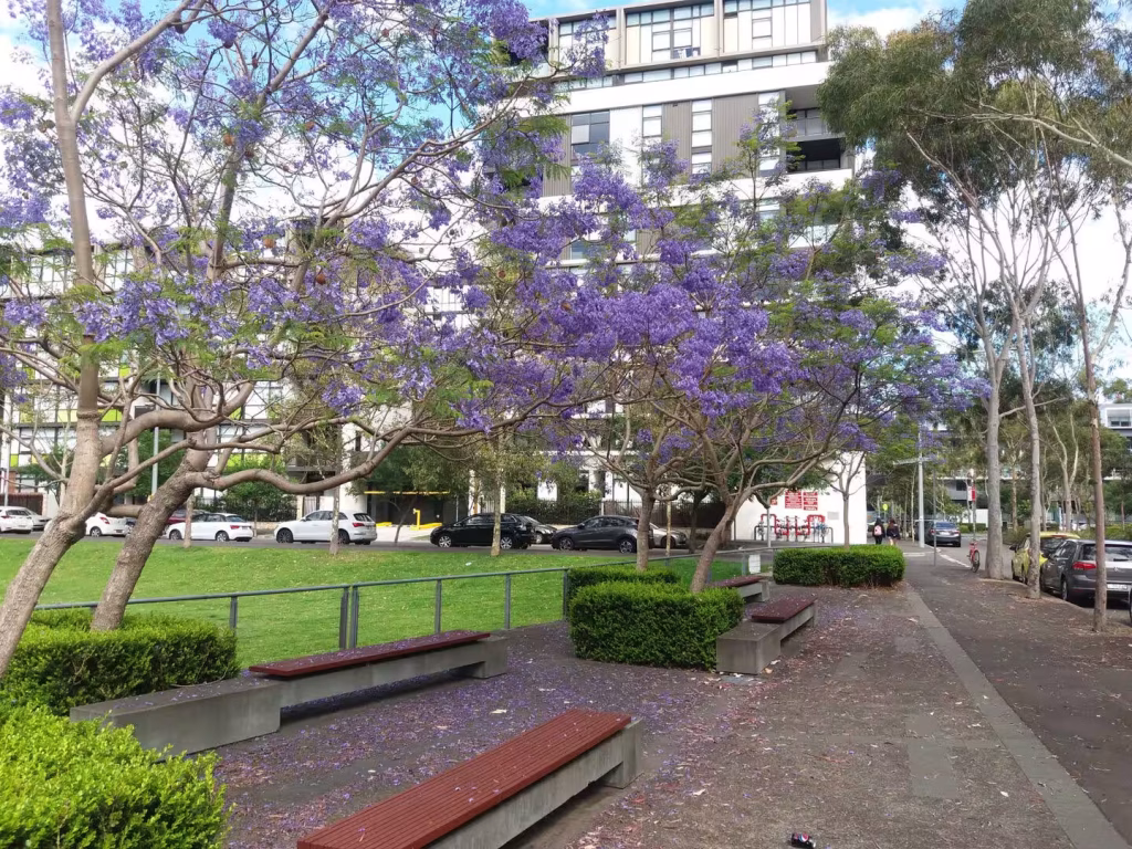 Purple jacaranda blossoms drape over benches and grass in a city park.