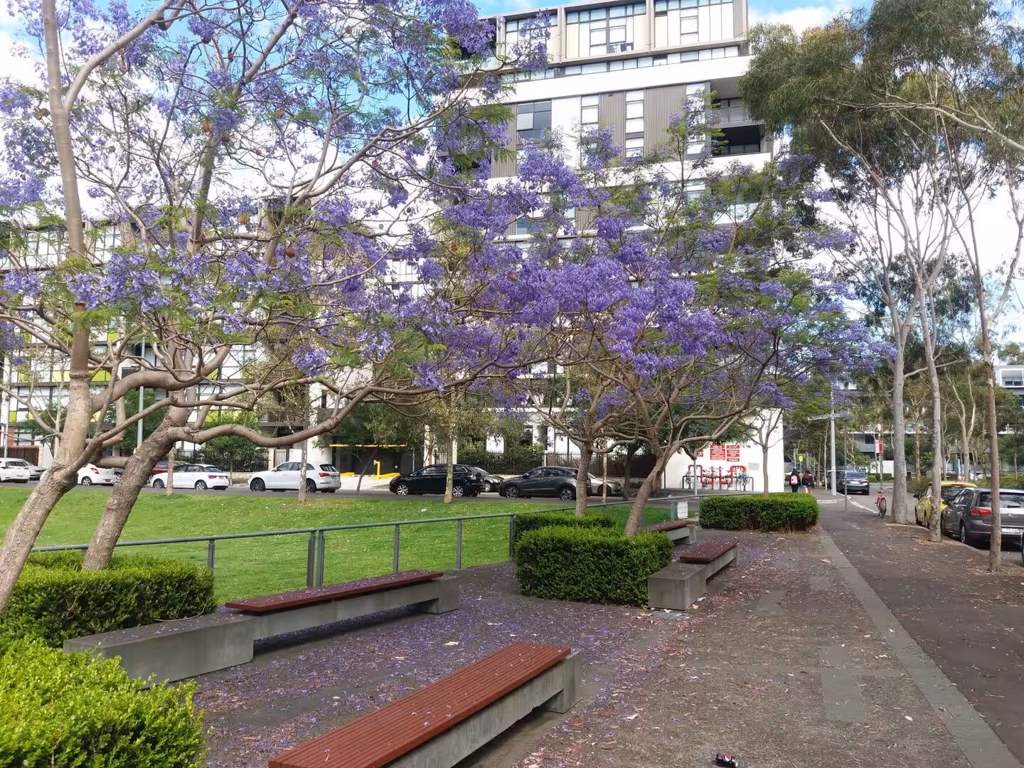 Purple jacaranda blossoms drape over benches and grass in a city park.