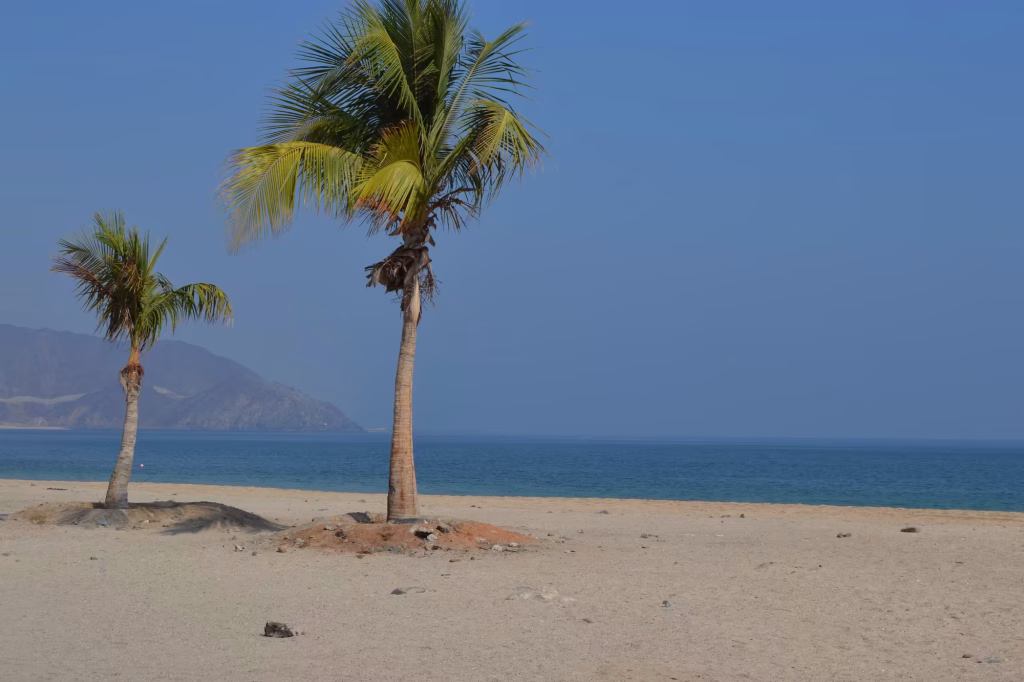 Two palm trees stand on a sandy beach in front of calm blue water and distant brown mountains.