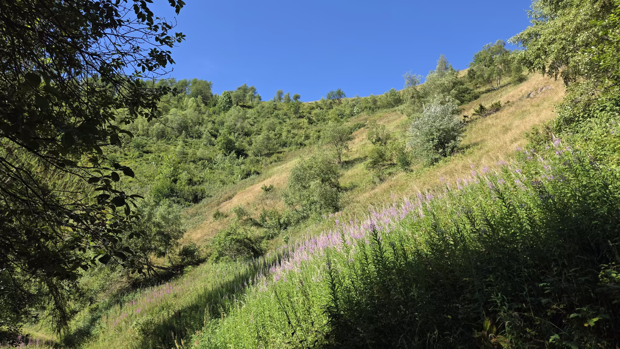 Purple fireweed stems rise across a sunlit grassy slope above Celle di Macra.