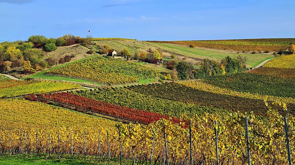 Rommersheim in Autumn | Hiking Germany’s Wine Landscape