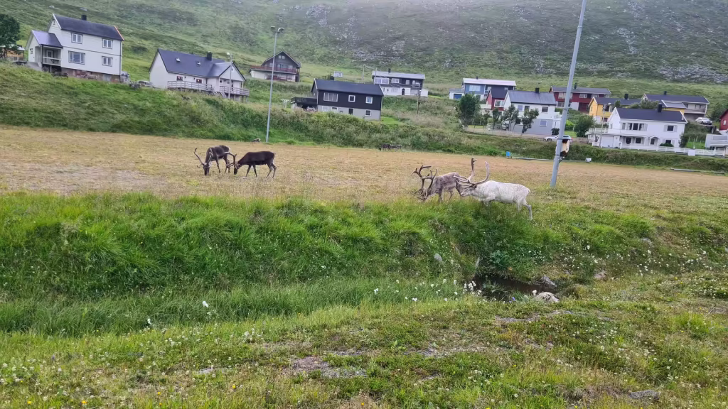 Four antlered reindeer graze on a green field below detached houses on a hillside shrouded in low cloud, at Skarsvag on Mageroya in Finnmark, Norway.