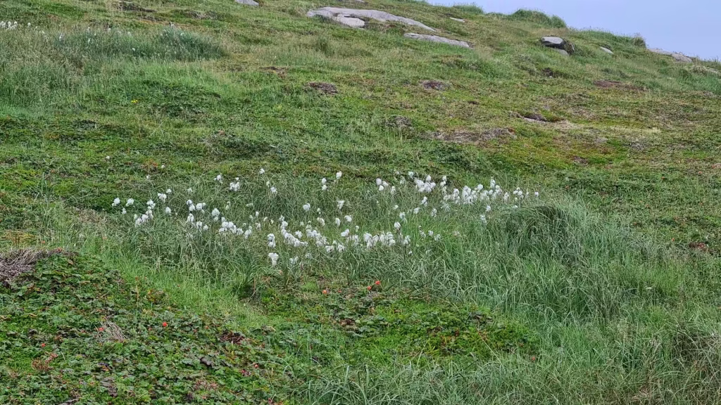 Clusters of white fluffy seed heads stand among green grass on a rocky hillside under a pale sky, at the North Cape in Finnmark, Norway.
