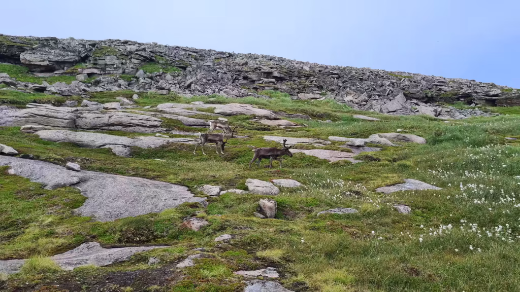Three reindeer with branched antlers move across a grassy rocky hillside below a pale blue sky, at the North Cape in Finnmark, Norway.