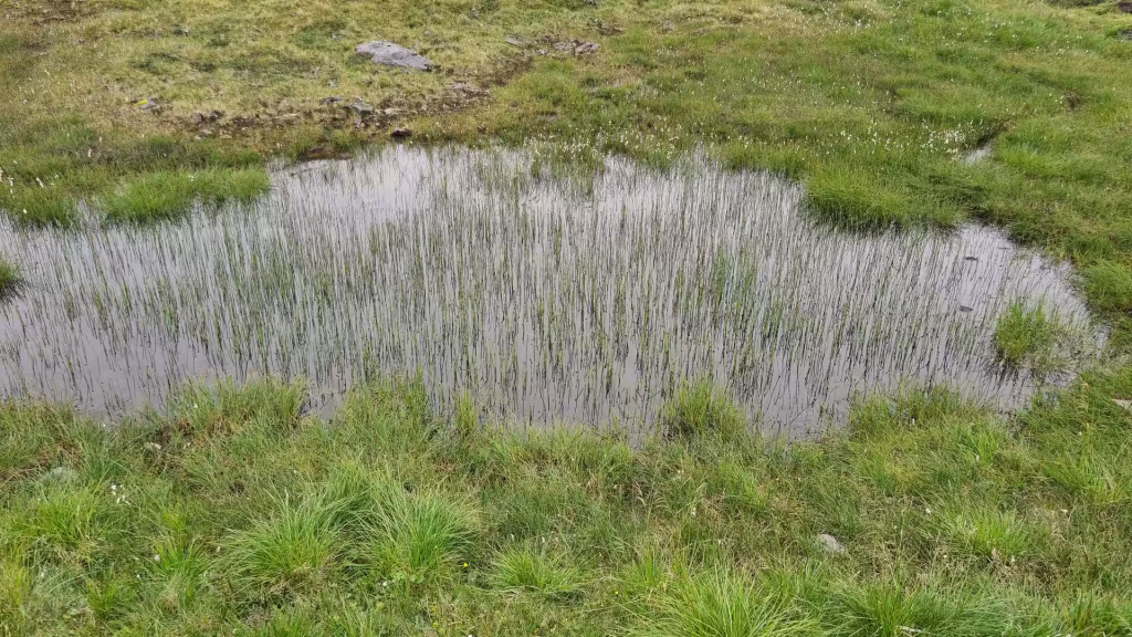 Fine green stems show through a small shallow pool set in short grass on open ground, at the North Cape in Finnmark, Norway.