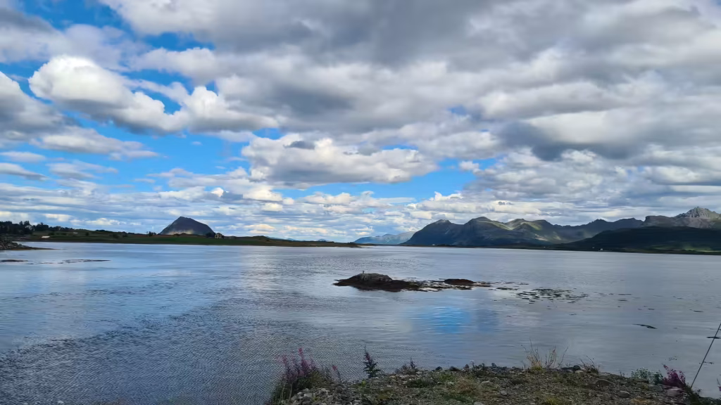 A low rocky shore with pebbles and pink flower spikes looks out over calm water towards distant mountains under a cloudy sky, in the Lofoten islands, Norway.