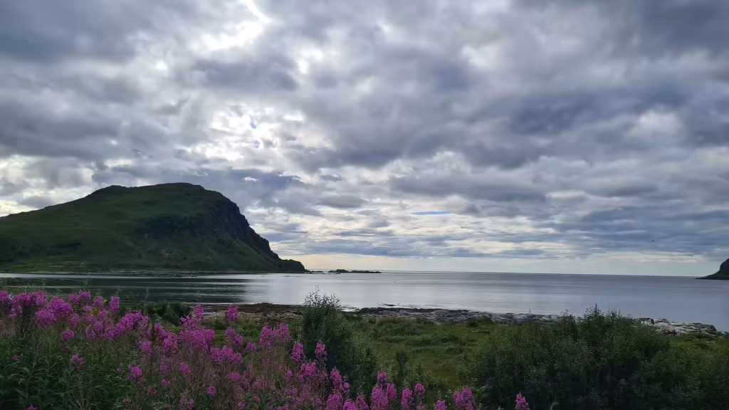 Tall pink flowers stand in the foreground above a stony shore beside a calm body of water and a green hill, in the Lofoten islands, Norway.