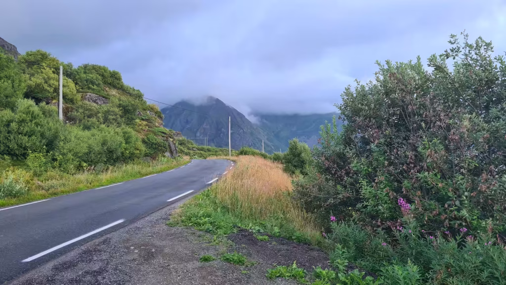 A damp road with two lanes curves left between dense green vegetation and tall wooden poles, with green mountains vanishing into low cloud ahead, in the Lofoten islands, Norway.